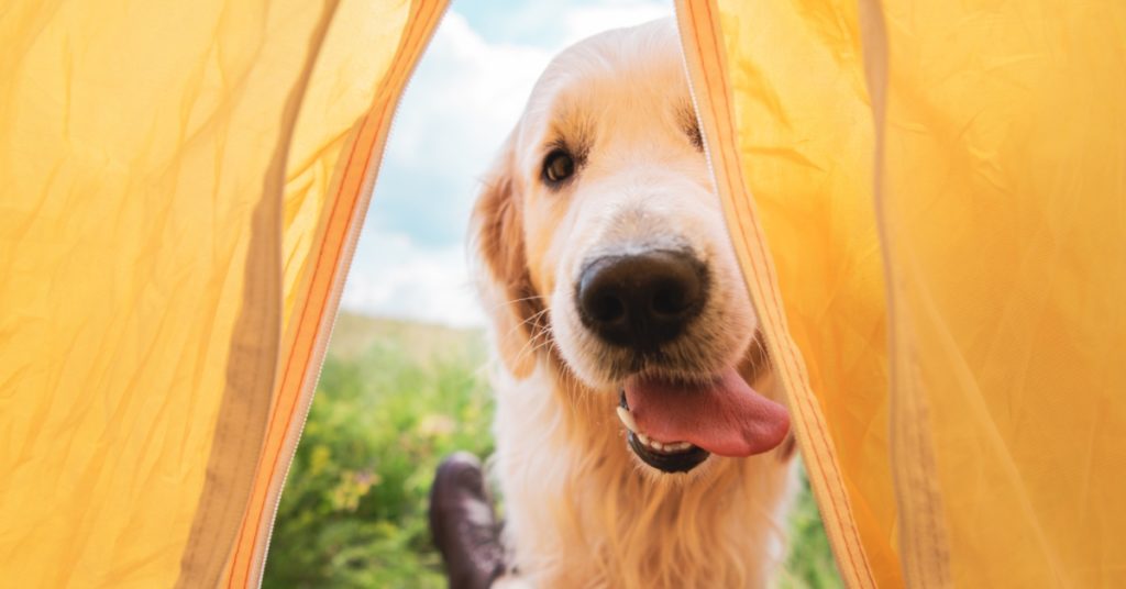 Camping Dog